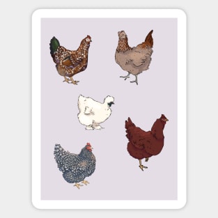 Flock of Chickens Magnet